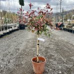 Červienka fraserova (Photinia Serratifolia) ´PINK MARBLE´ - výška 80-100 cm, kont. C7L  - NA KMIENKU 
